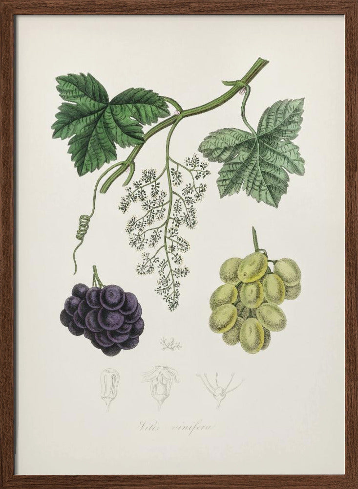 Common Grape Vine (vitis Vinifera) Medical Botany Poster