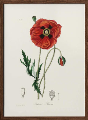 Common Poppy (papaver Rhoeas) Medical Botany Poster