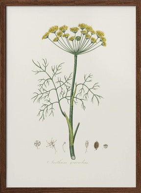 Dill (anethum Graveolens)  Medical Botany Poster