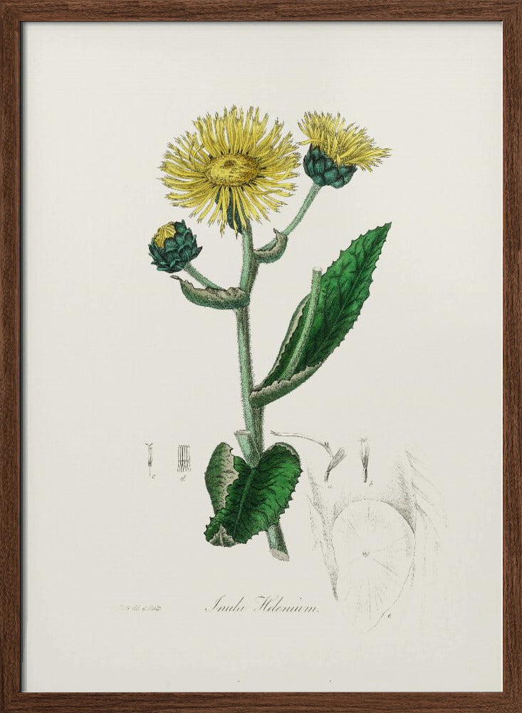 Elecampane (inula Helenium) Medical Botany Poster