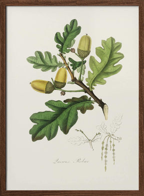 English Oak (quercus) Medical Botany Poster