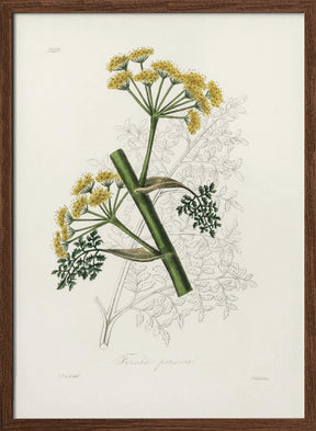 Ferula Persica Medical Botany Poster