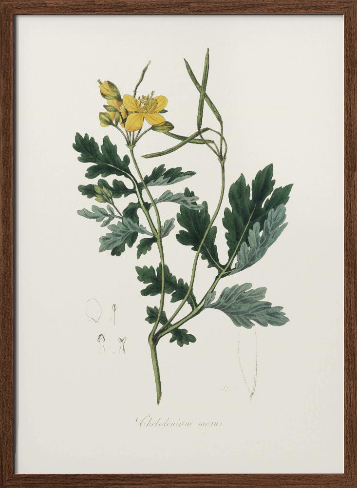 Greater Celandine (chelidonium Majus) Medical Botany Poster