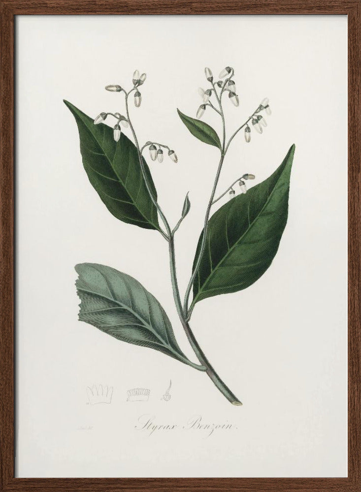 Gum Benjamin Tree (styrax Benzoin Medical Botany Poster