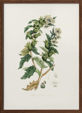 Henbane (hyoscyamus Niger) Medical Botany Poster