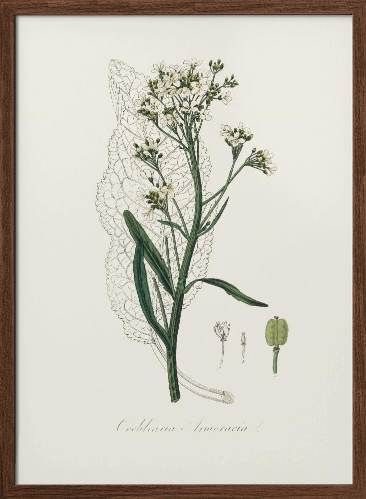 Horseradish (cochlearia Armoracia)  Medical Botany Poster