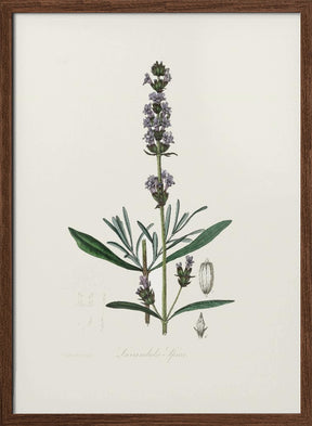 Lavender (lavandula Ipica)  Medical Botany Poster