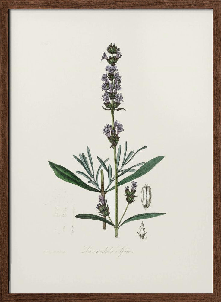 Lavender (lavandula Ipica)  Medical Botany Poster