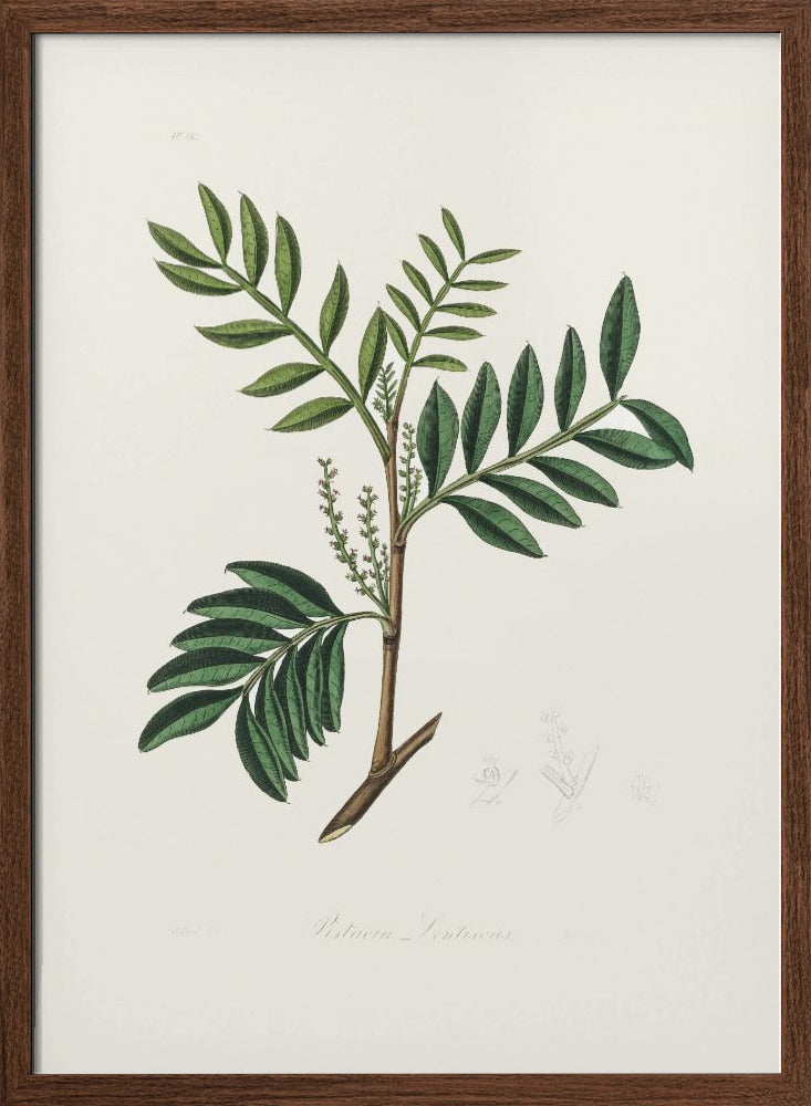 Lentisk (pistacia Lenitiscus) Medical Botany Poster