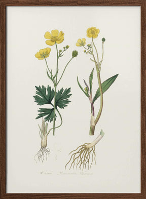 Lesser Spearwort (ranunculus Flammula) Medical Botany Poster