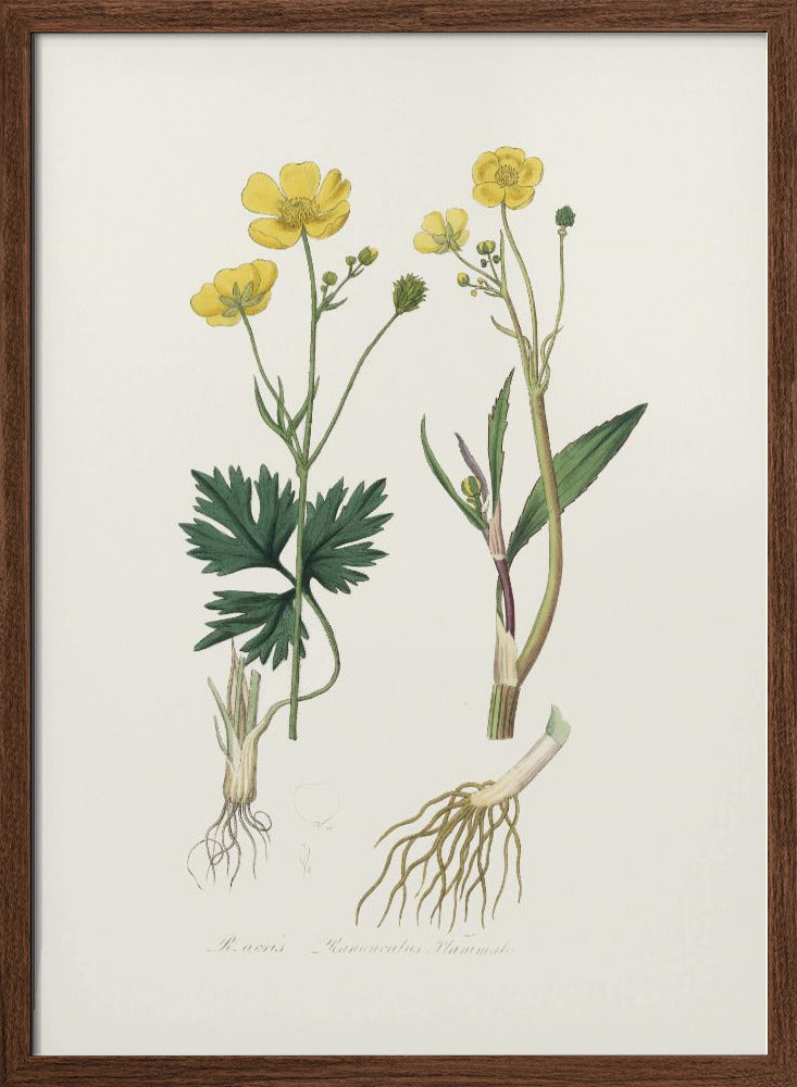 Lesser Spearwort (ranunculus Flammula) Medical Botany Poster