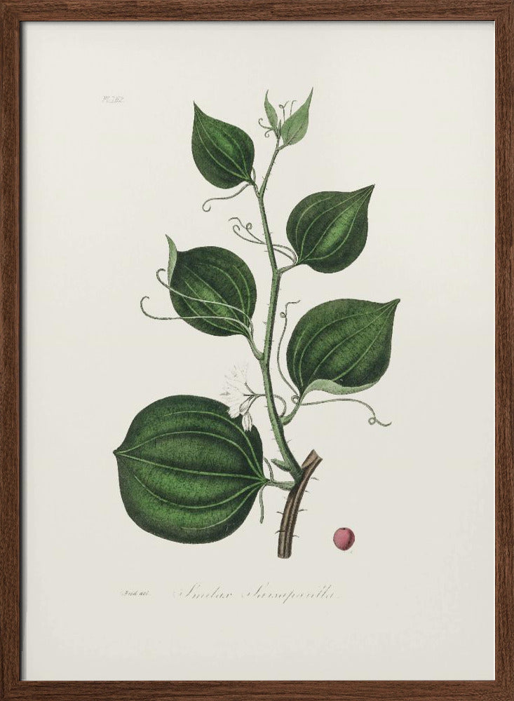 Lmilax Larsaparilla  Medical Botany Poster