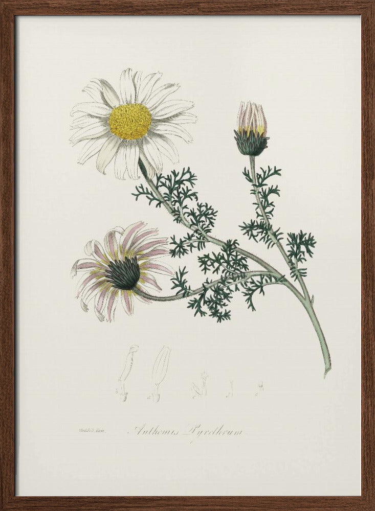 Mount Atlas Daisy (anthemis Pyrethrum) Medical Botany Poster