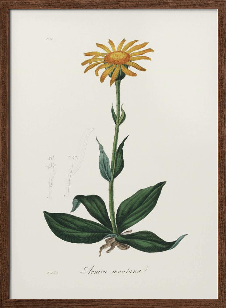 Mountain Arnica (arnica Montana) Medical Botany Poster