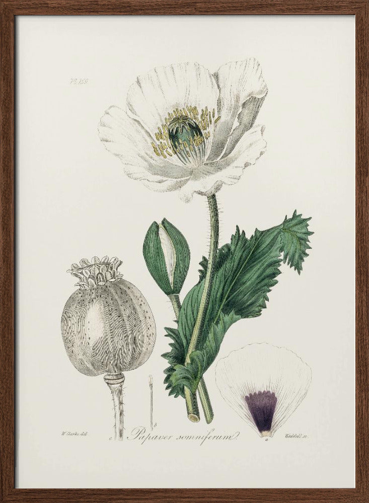 Opium Poppy (papaver Somniferum) Medical Botany Poster