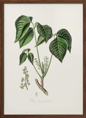 Poison Ivy (rhus Toxicodendron) Medical Botany Poster