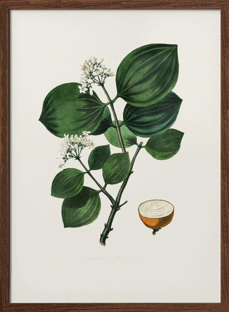 Poison Nu (strychnos Nux Vomica) Medical Botany Poster