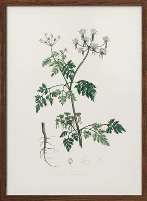 Poison Parsley (aethusa Cynapium) Medical Botany Poster