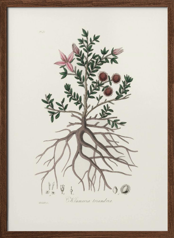 Rhatany (krameria Triandrea) Medical Botany Poster