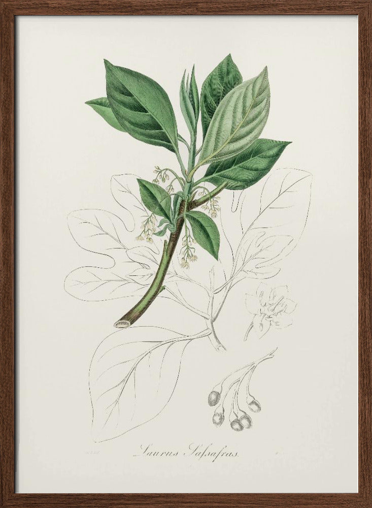 Sassafras (laurus Sassafras) Medical Botany Poster