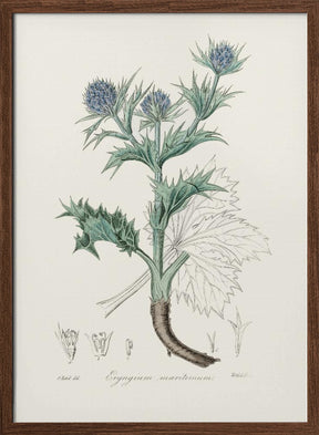 The Sea Holly (eryngium Mmaritimum) Medical Botany Poster