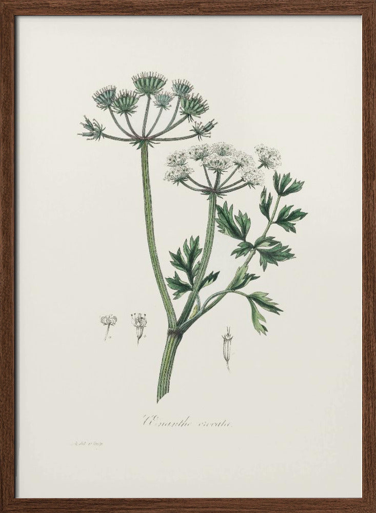 Water Dropwort (onanthe Grocata) Medical Botany Poster