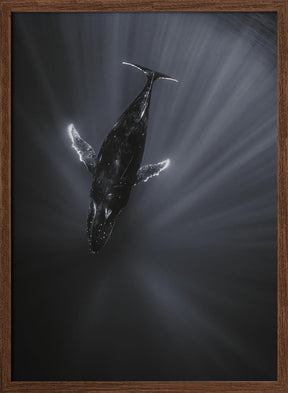 Light and Whale Poster