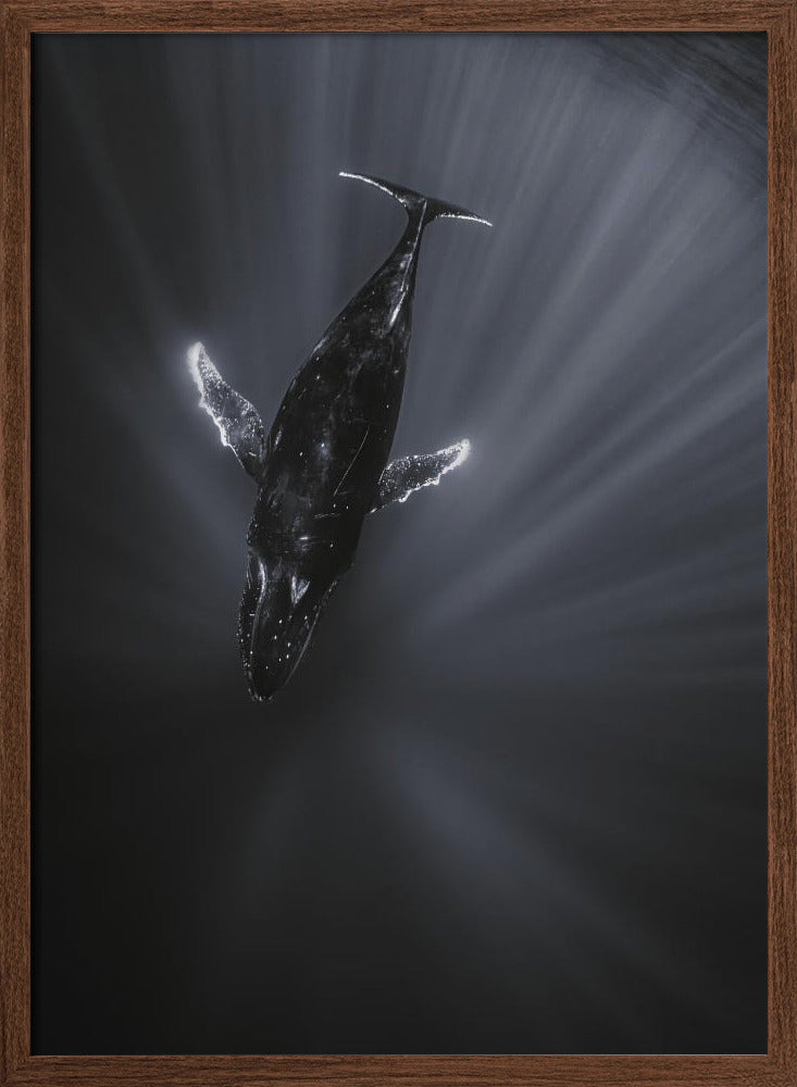 Light and Whale Poster