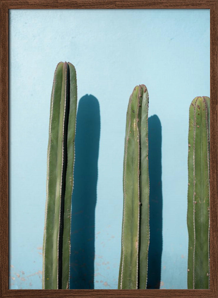 Cacti on Light Blue | Oaxaca Mexico Poster