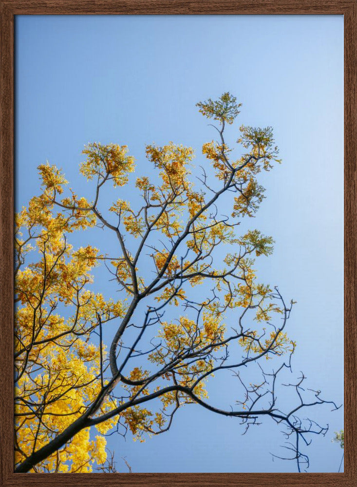 Yellow Bloom | Oaxaca Mexico Poster