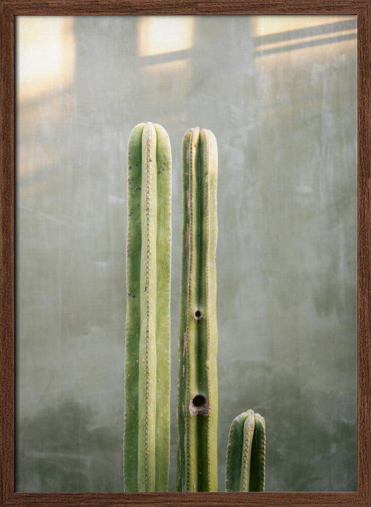 Greens and grey | Cacti in Oaxaca Mexico Poster