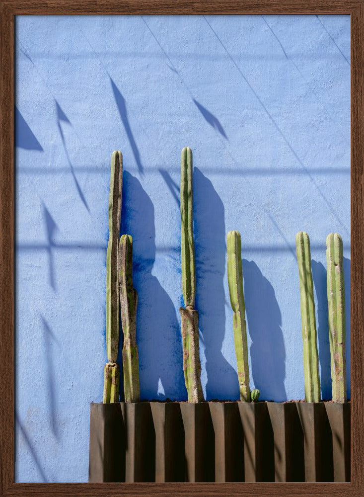 Tall Cacti | Oaxaca Mexico travel photography Poster