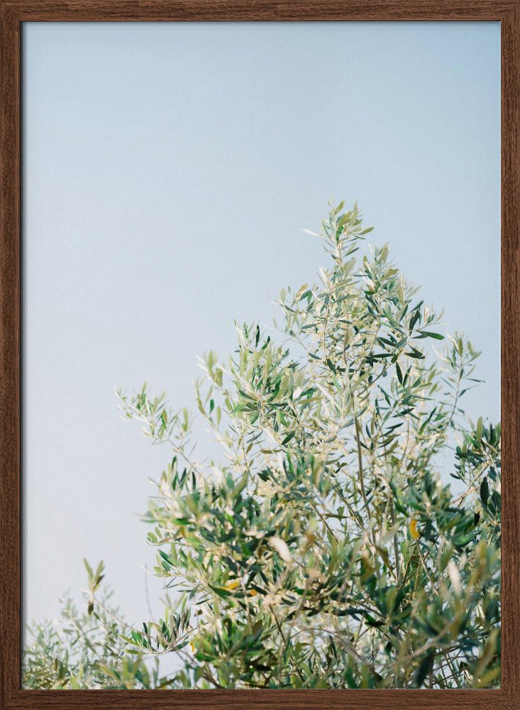Olives In Ostuni | Italy Travel Photography Poster