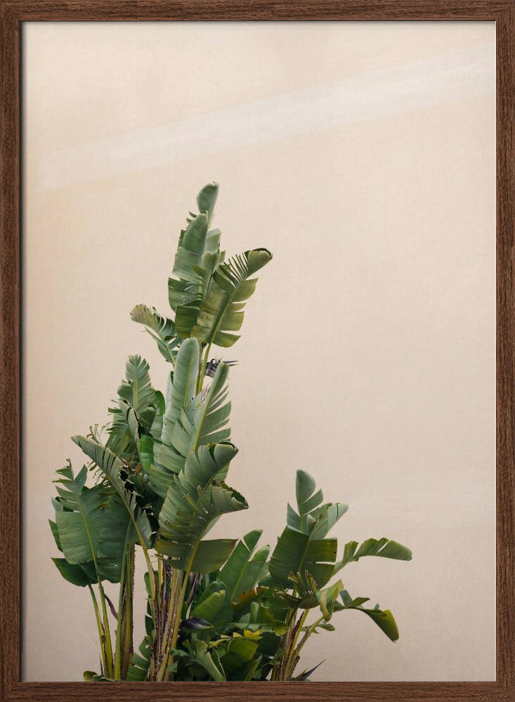 Botanical Cannes Poster