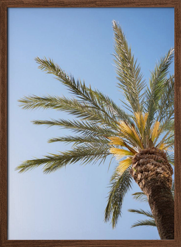 Vejer de La Frontera Palm Tree Poster