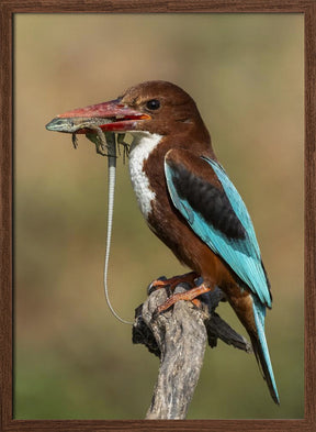 White-throated kingfisher AZ Poster