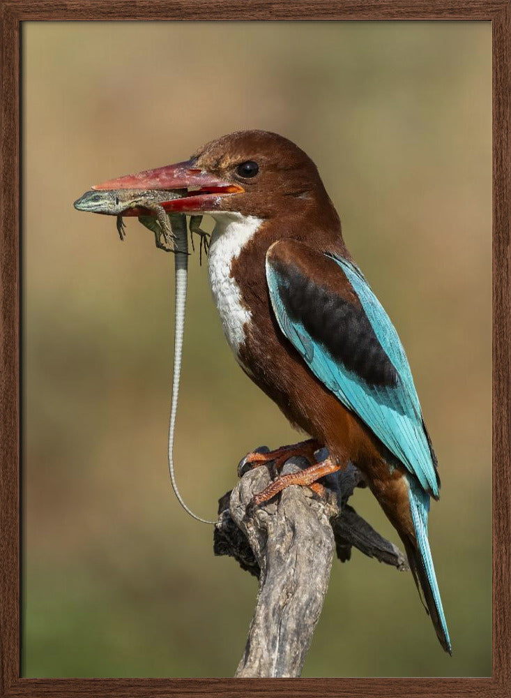 White-throated kingfisher AZ Poster