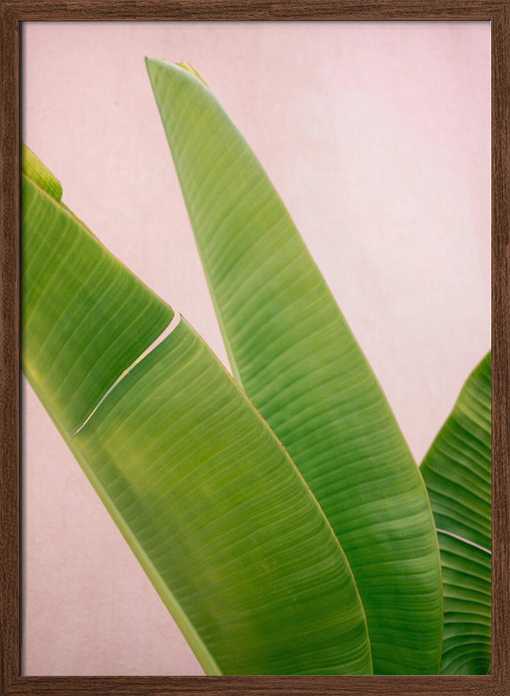 Merida Green on Pink Poster