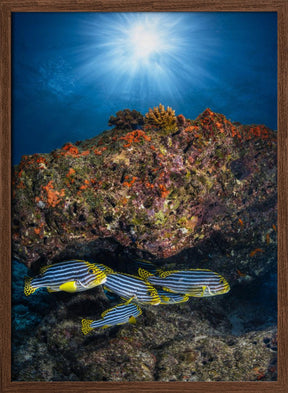 Oriental sweetlips under the sunlight Poster