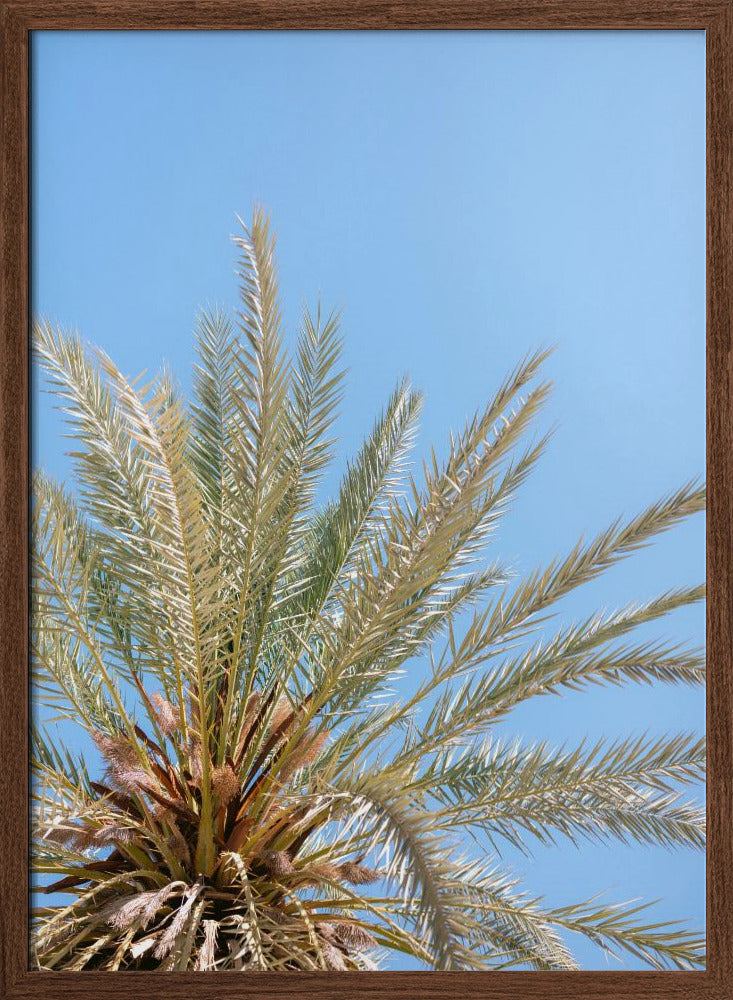 Moroccan Coast Palm Tree Poster