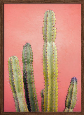 Pretty Pink Cactus Marrakech Poster