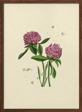 Red Clover Poster