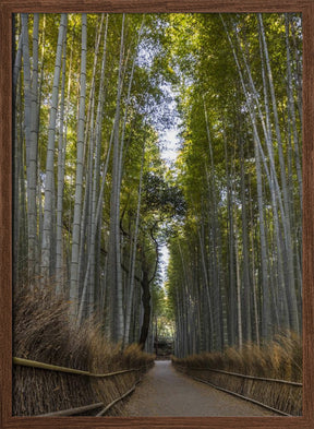 Mighty Arashiyama bamboo forest Poster