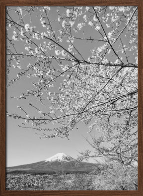 Charming view of Mount Fuji with cherry blossoms - monochrome Poster