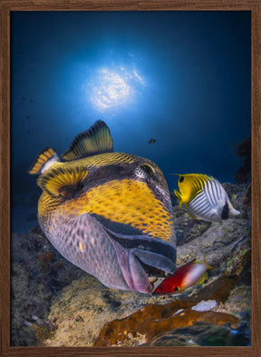 Titan triggerfish Poster