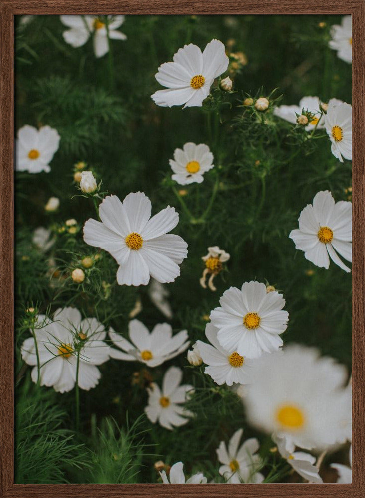 White Flowers Poster