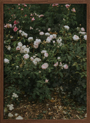 Moody Roses Poster