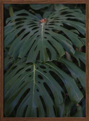 Monstera Poster