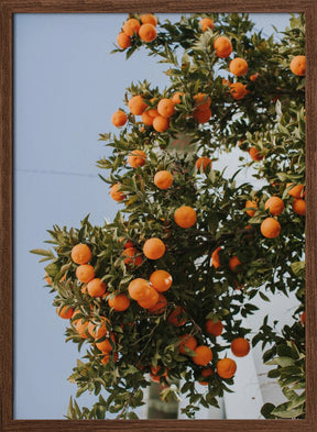 Oranges in Seville Poster