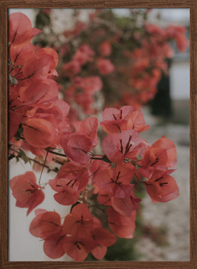 Pink Bougainvilleas Poster